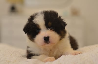 Les chiots de Berger Australien