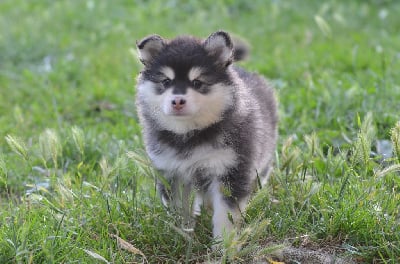 Les chiots de Chien finnois de Laponie