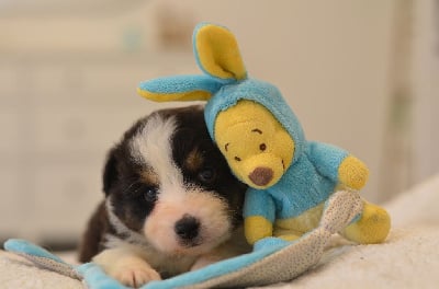 Les chiots de Berger Australien