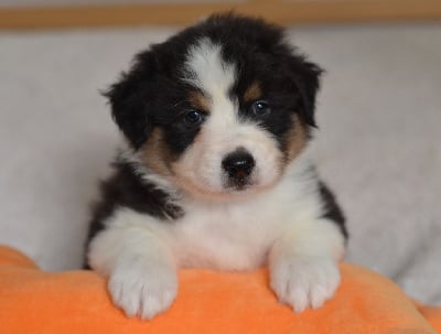 Les chiots de Berger Australien