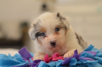 Les chiots de Berger Australien