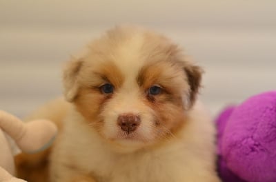 Les chiots de Berger Australien