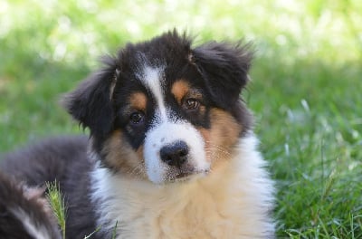 Les chiots de Berger Australien