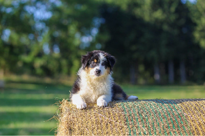 Les chiots de Berger Australien