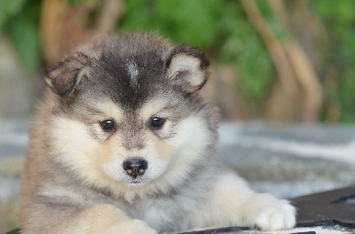 Les chiots de Chien finnois de Laponie