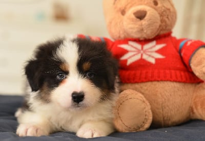 Les chiots de Berger Australien