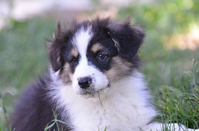 Les chiots de Berger Australien