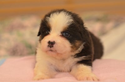 Les chiots de Berger Australien