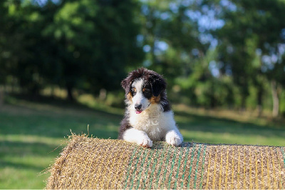 Les chiots de Berger Australien