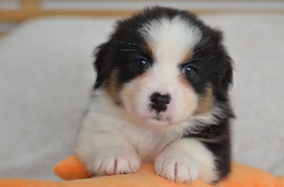 Les chiots de Berger Australien