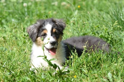 Les chiots de Berger Australien