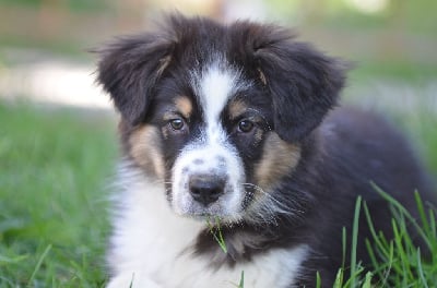 Les chiots de Berger Australien