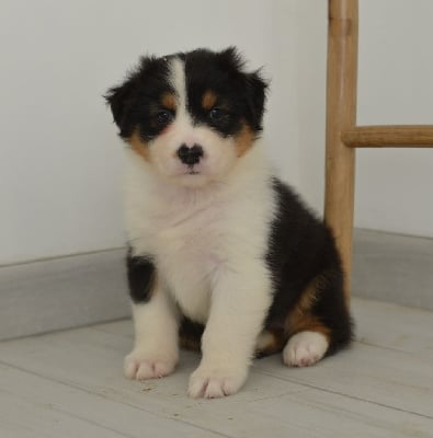 Les chiots de Berger Australien