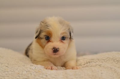 Les chiots de Berger Australien