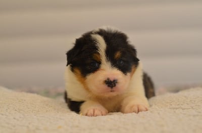 Les chiots de Berger Australien