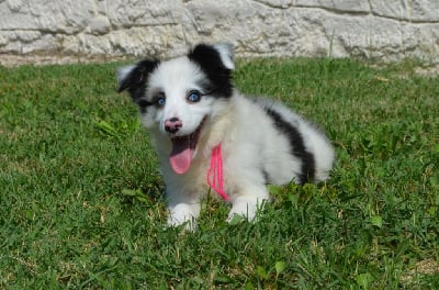 Les chiots de Border Collie