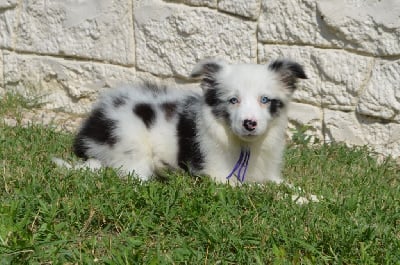 Les chiots de Border Collie