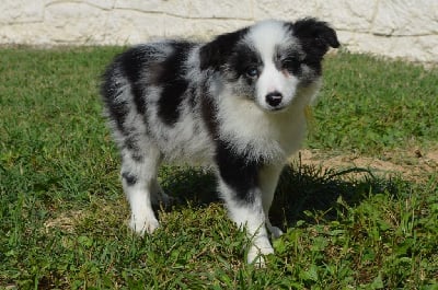 Femelle - Border Collie