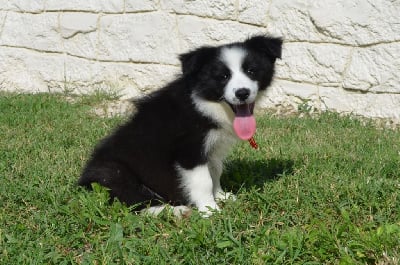 Les chiots de Border Collie