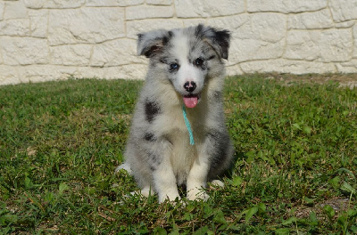 Male - Border Collie