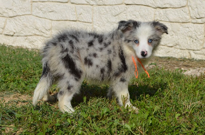 Les chiots de Border Collie