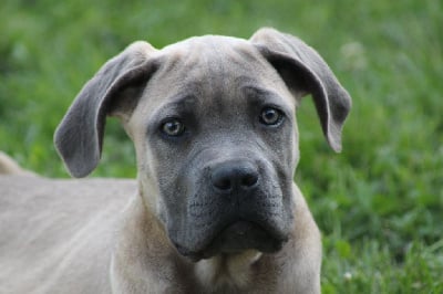 Les chiots de Cane Corso