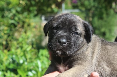 CHIOT 4 femelle fauve claire masque noir - Cane Corso