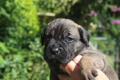 CHIOT 2 femelle fauve claire masque noir - Cane Corso