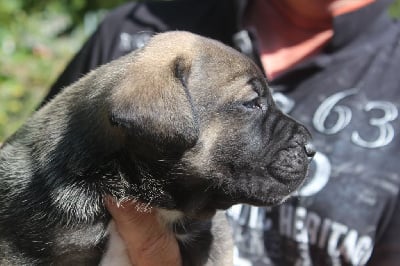 CHIOT 1 chiot fauve masque noir - Cane Corso