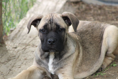 Les chiots de Cane Corso