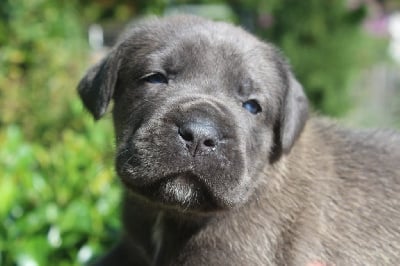 CHIOT 5 femelle grise - Cane Corso