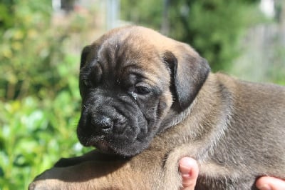 CHIOT 3 femelle fauve claire masque noir - Cane Corso