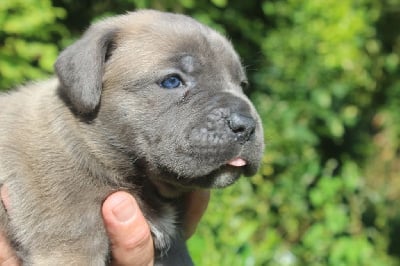 CHIOT 6 femelle fauve claire masque gris - Cane Corso