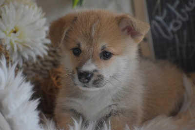 Les chiots de Welsh Corgi Pembroke