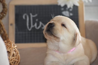 Les chiots de Labrador Retriever