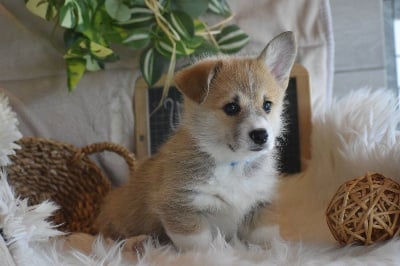 Les chiots de Welsh Corgi Pembroke