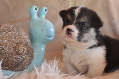 Les chiots de Welsh Corgi Pembroke