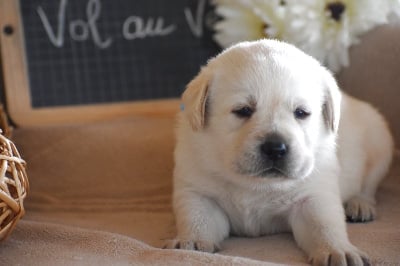 Les chiots de Labrador Retriever