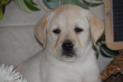 Les chiots de Labrador Retriever