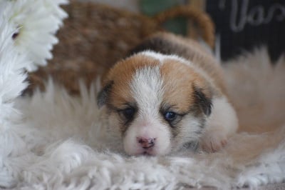 Les chiots de Welsh Corgi Pembroke