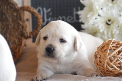 Les chiots de Labrador Retriever