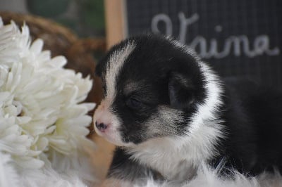 Les chiots de Welsh Corgi Pembroke