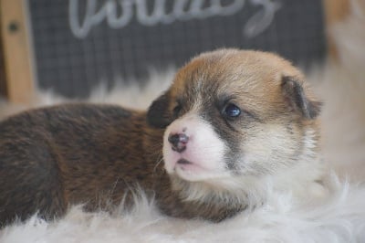 Les chiots de Welsh Corgi Pembroke