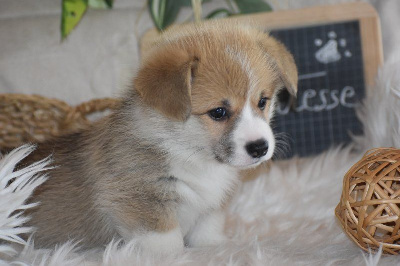 Les chiots de Welsh Corgi Pembroke