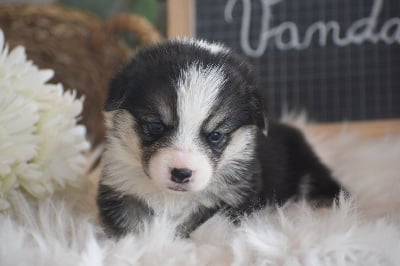 Les chiots de Welsh Corgi Pembroke