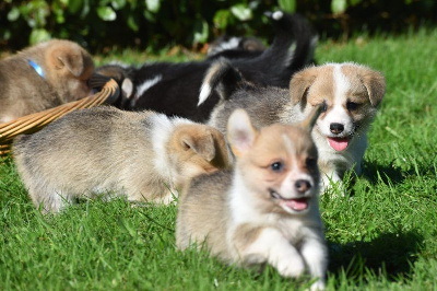 Les chiots de Welsh Corgi Pembroke