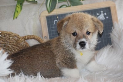 Les chiots de Welsh Corgi Pembroke