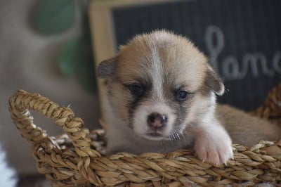 Les chiots de Welsh Corgi Pembroke