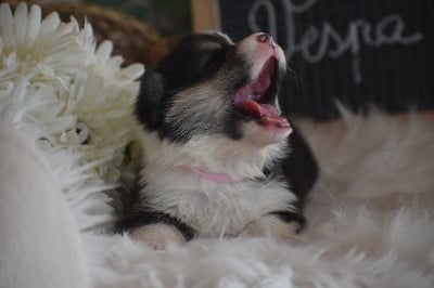 Les chiots de Welsh Corgi Pembroke