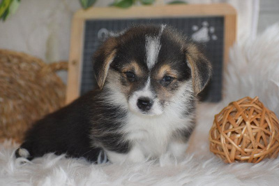 Les chiots de Welsh Corgi Pembroke